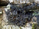 Leptogium hibernicum image