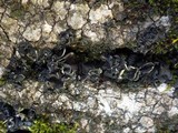 Leptogium hibernicum image