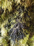 Collema nigrescens image
