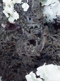 Leptogium brebissonii image