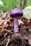 Cortinarius iodes image