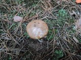Suillus luteus image