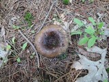 Russula densifolia image
