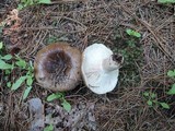 Russula densifolia image