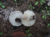 Russula densifolia image