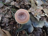 Lactarius quietus image