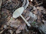 Melanoleuca alboflavida image