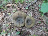 Lactarius atroviridis image