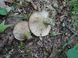 Lactarius atroviridis image
