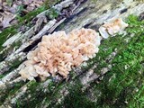 Ductifera pululahuana image