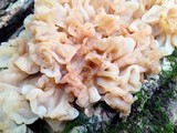 Ductifera pululahuana image