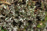 Cladonia cariosa image