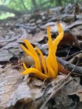 Clavulinopsis fusiformis image
