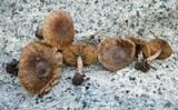 Inocybe lacera var. lacera image