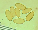 Inocybe lacera var. lacera image
