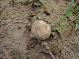 Scleroderma polyrhizum image