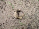 Scleroderma polyrhizum image