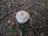 Agaricus silvaticus image