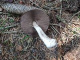 Agaricus silvaticus image