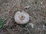 Agaricus silvaticus image