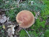 Boletus subcaerulescens image