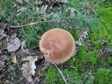 Boletus subcaerulescens image