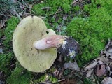Boletus subcaerulescens image