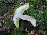 Boletus subcaerulescens image