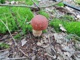 Boletus subcaerulescens image