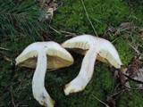 Boletus subcaerulescens image
