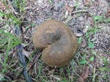 Lactarius atroviridis image