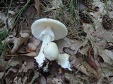 Amanita brunnescens image