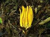 Clavulinopsis fusiformis image