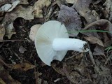 Russula modesta image