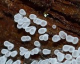 Ceratiomyxa fruticulosa var. fruticulosa image