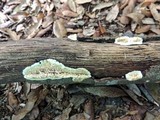 Radulomyces molaris image
