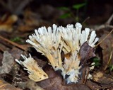 Tremellodendron pallidum image