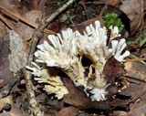 Tremellodendron pallidum image