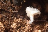 Entoloma cephalotrichum image