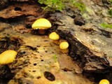 Pholiota multifolia image