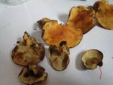 Pholiota multifolia image