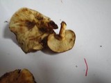 Pholiota multifolia image
