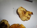 Pholiota multifolia image