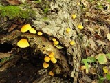 Pholiota multifolia image