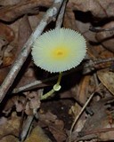 Leucocoprinus fragilissimus image