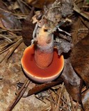 Boletus luridiformis image