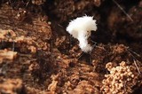 Entoloma cephalotrichum image