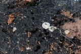 Entoloma cephalotrichum image