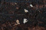 Entoloma cephalotrichum image