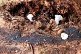 Entoloma cephalotrichum image
